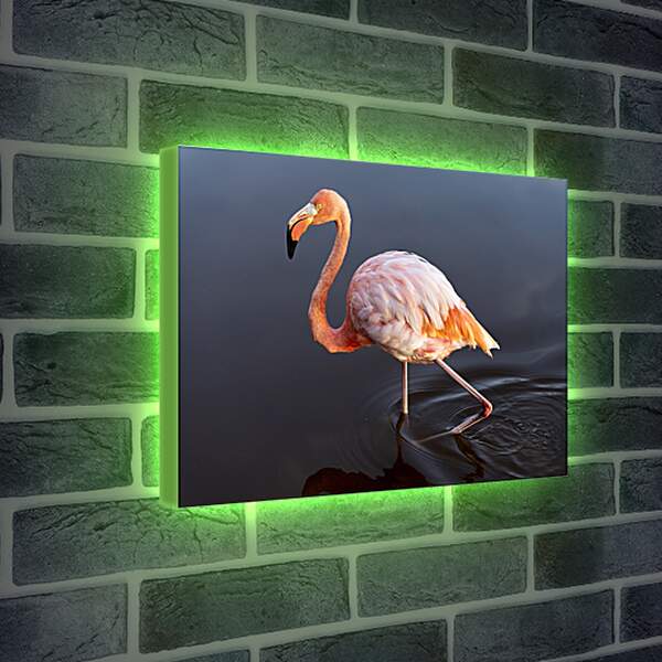 Лайтбокс световая панель - Розовый фламинго в воде