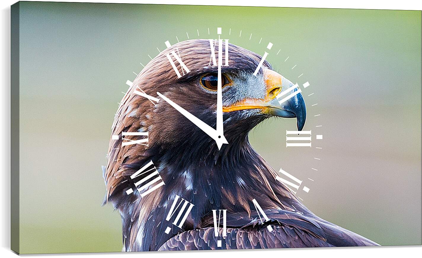 Часы картина - Голова орла