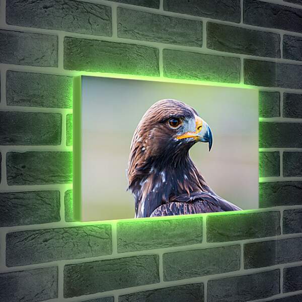 Лайтбокс световая панель - Голова орла