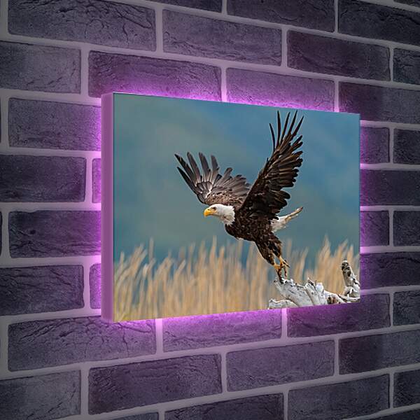 Лайтбокс световая панель - Орёл на взлёте
