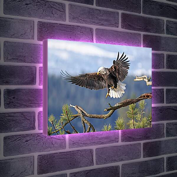 Лайтбокс световая панель - Орёл садится на ветку