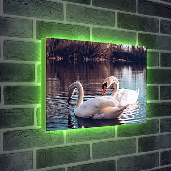 Лайтбокс световая панель - Два лебедя