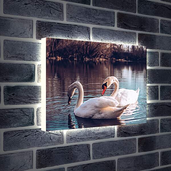 Лайтбокс световая панель - Два лебедя