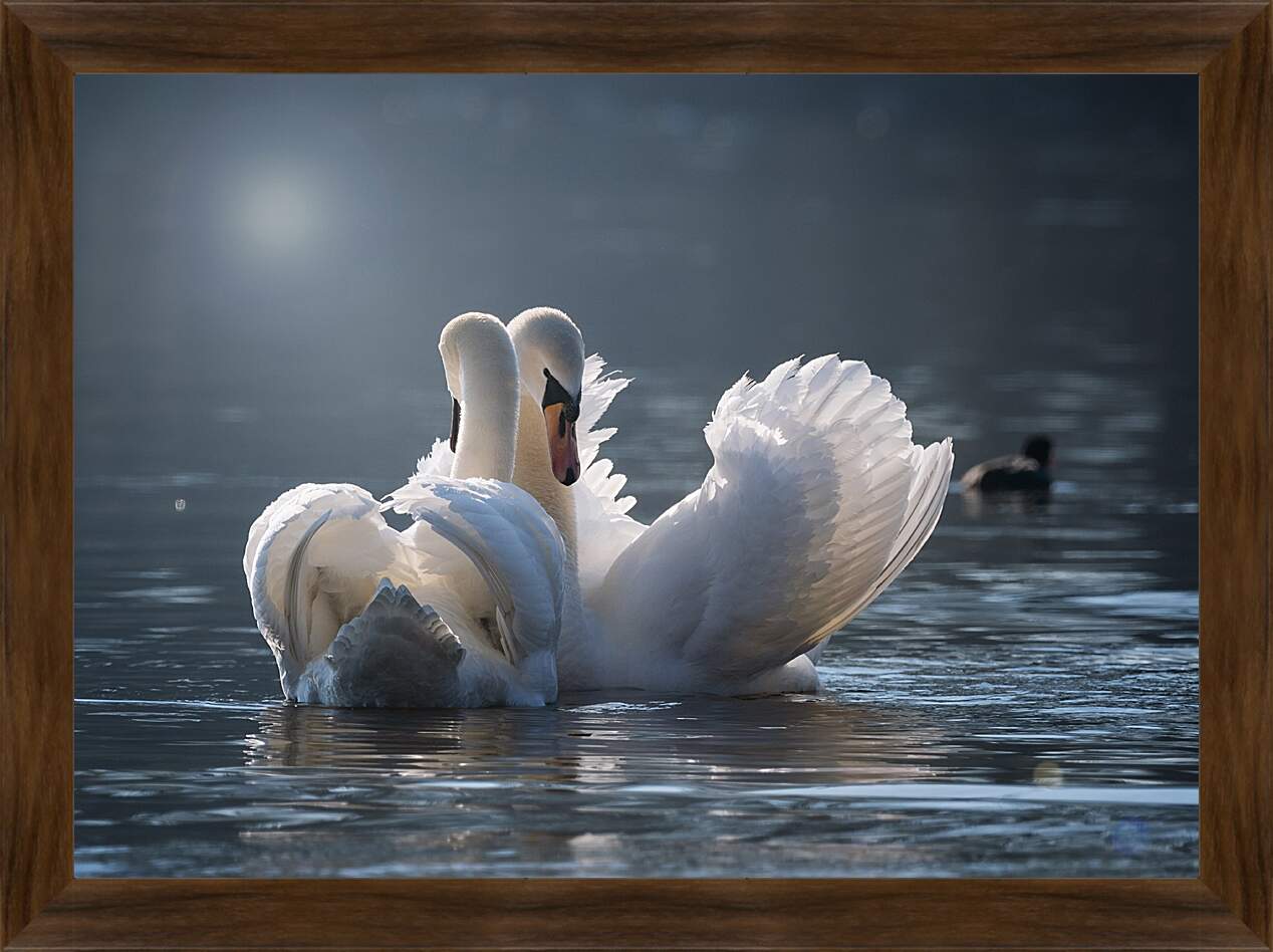 Картина в раме - Пара лебедей