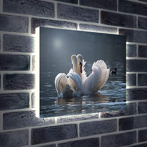Лайтбокс световая панель - Пара лебедей