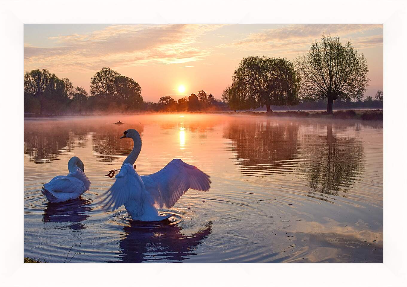 Картина в раме - Лебеди на закате