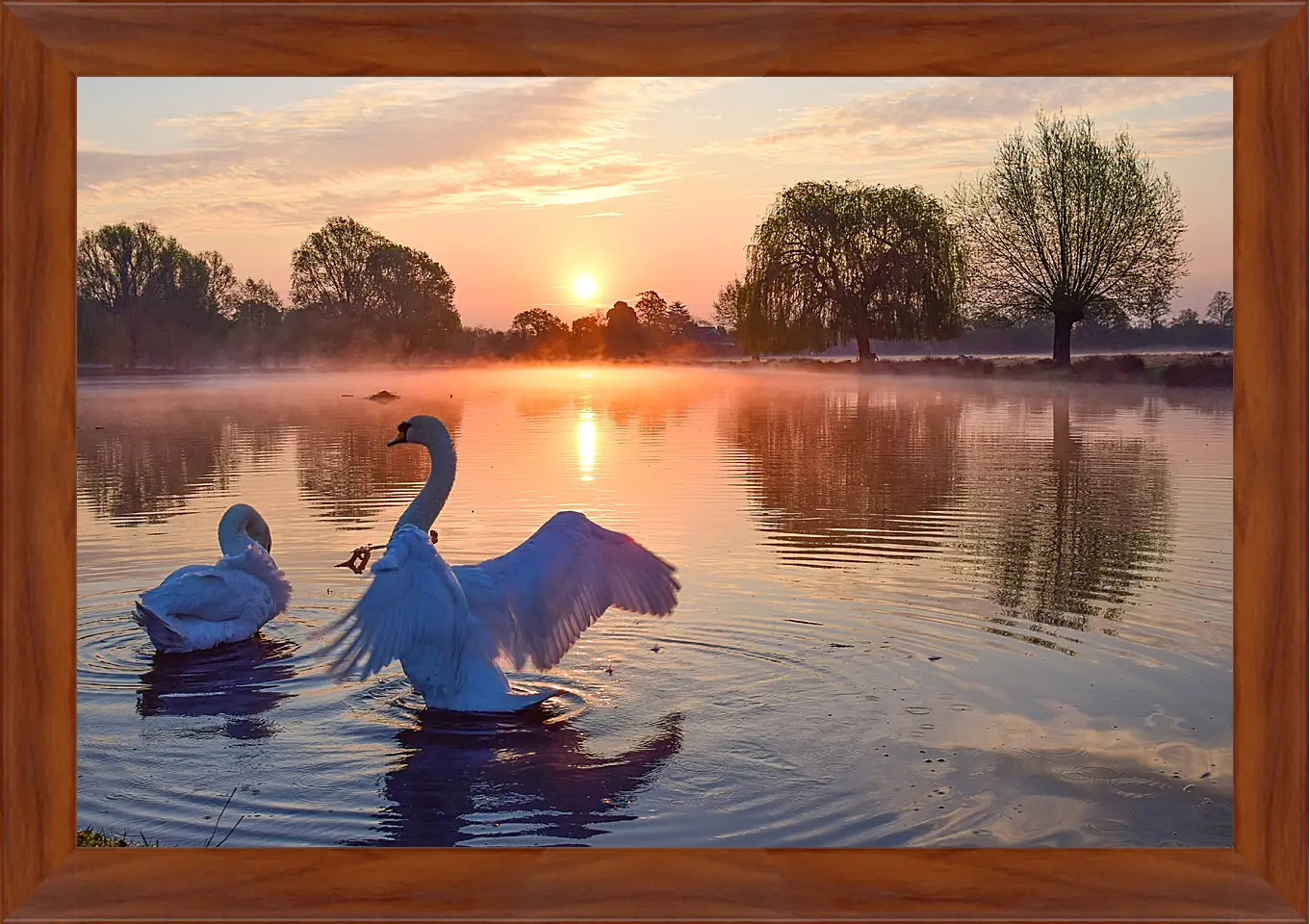 Картина в раме - Лебеди на закате