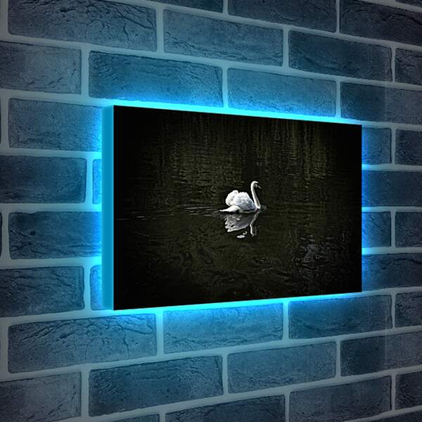 Лайтбокс световая панель - Лебедь плывёт
