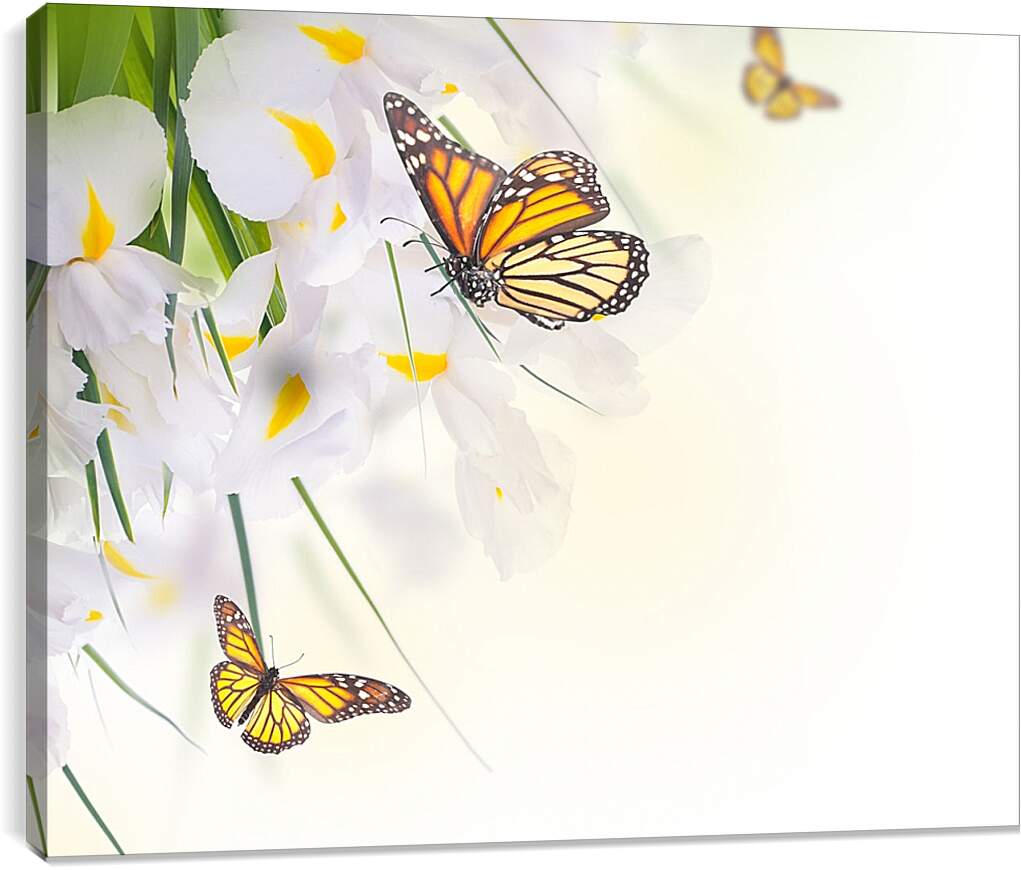 Постер и плакат - Бабочки на белом цветке