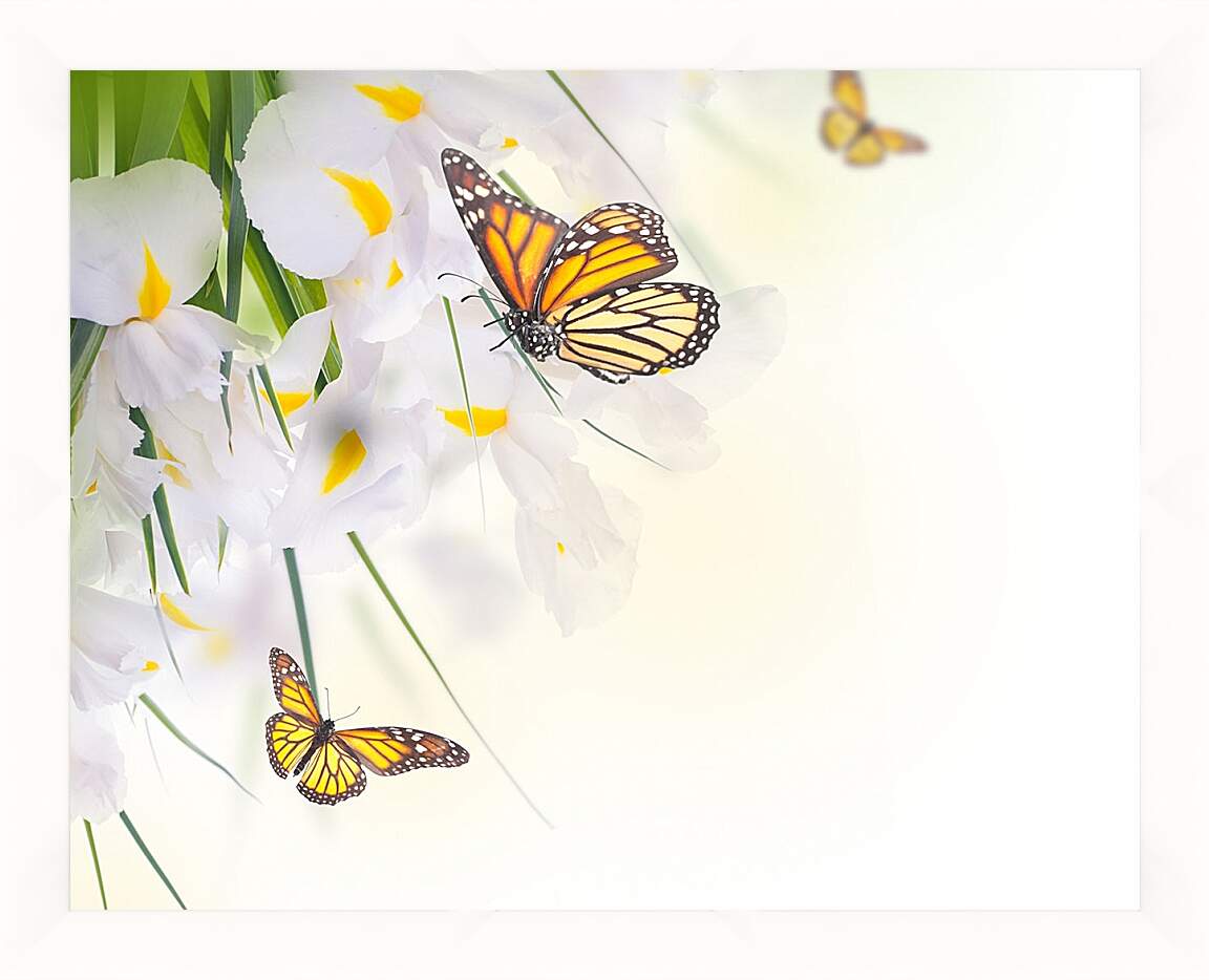 Картина в раме - Бабочки на белом цветке