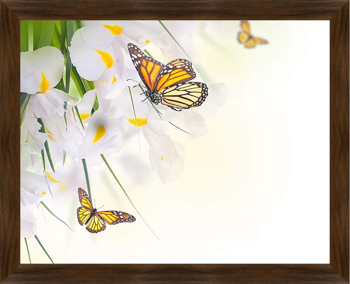Картина в раме - Бабочки на белом цветке