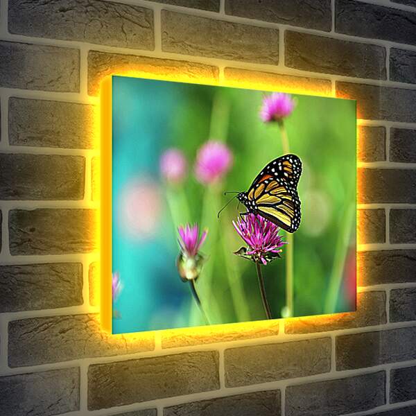 Лайтбокс световая панель - Бабочка в поле