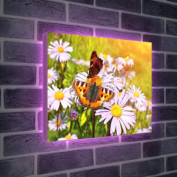 Лайтбокс световая панель - Бабочка и орхидеи