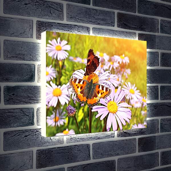 Лайтбокс световая панель - Бабочка и орхидеи