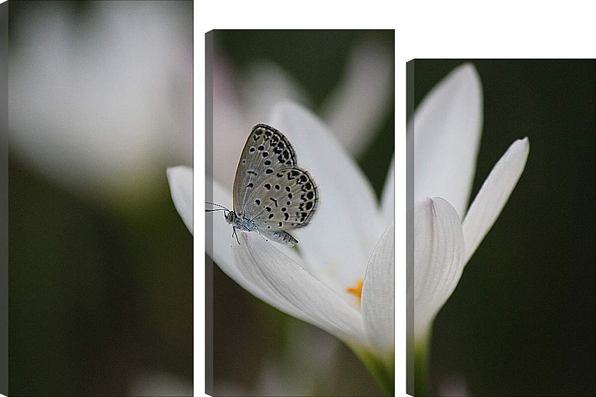Модульная картина - Бабочка и белый цветок