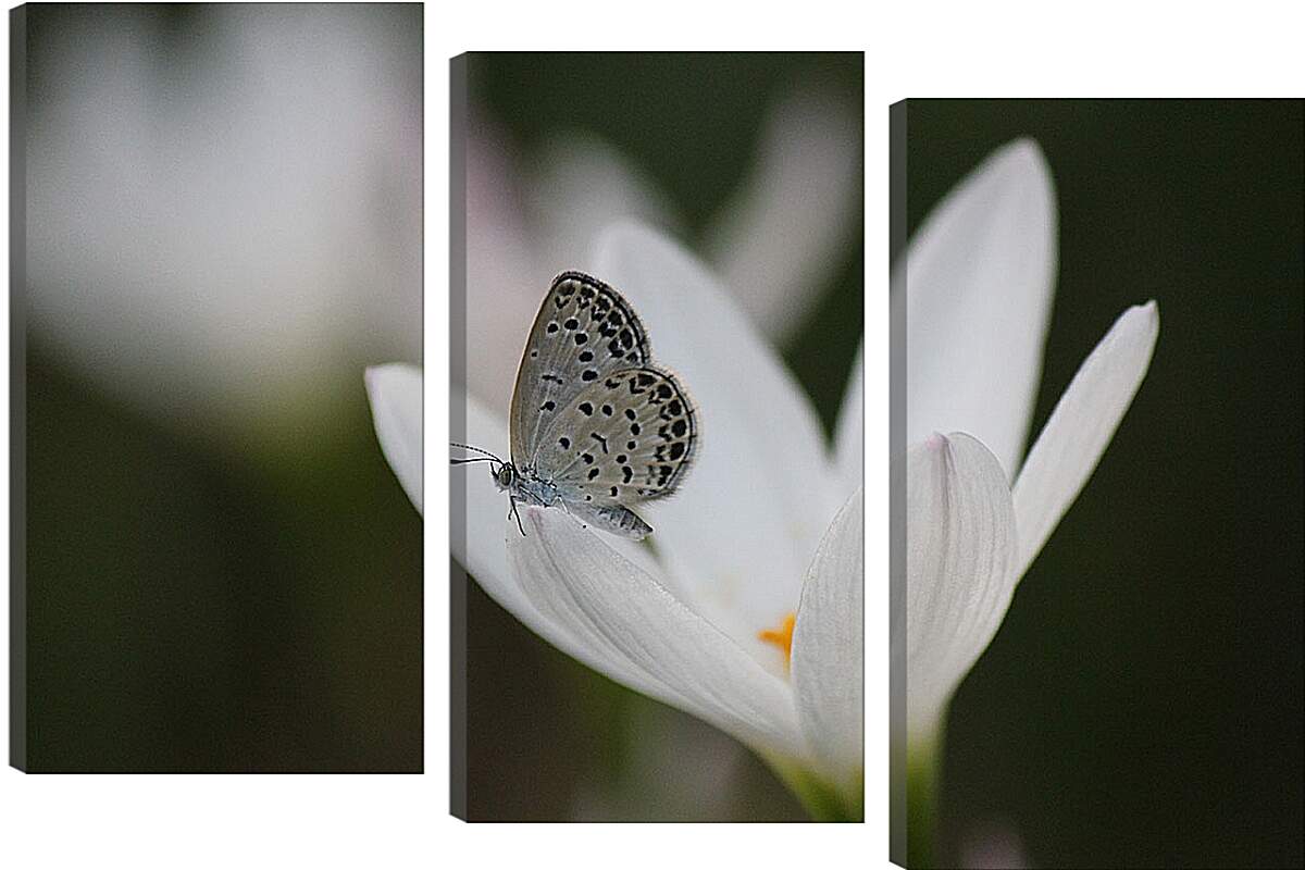 Модульная картина - Бабочка и белый цветок
