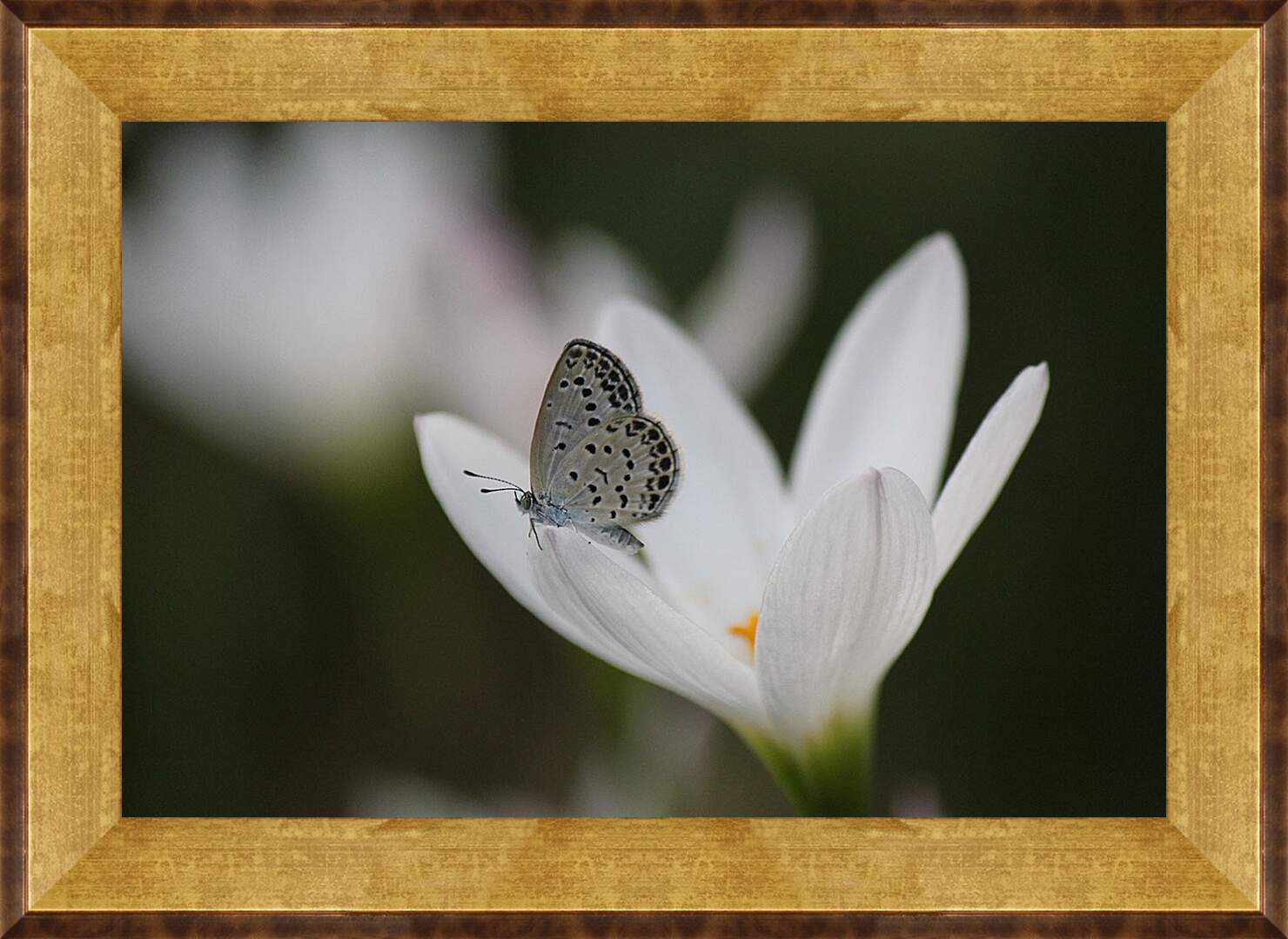 Картина в раме - Бабочка и белый цветок