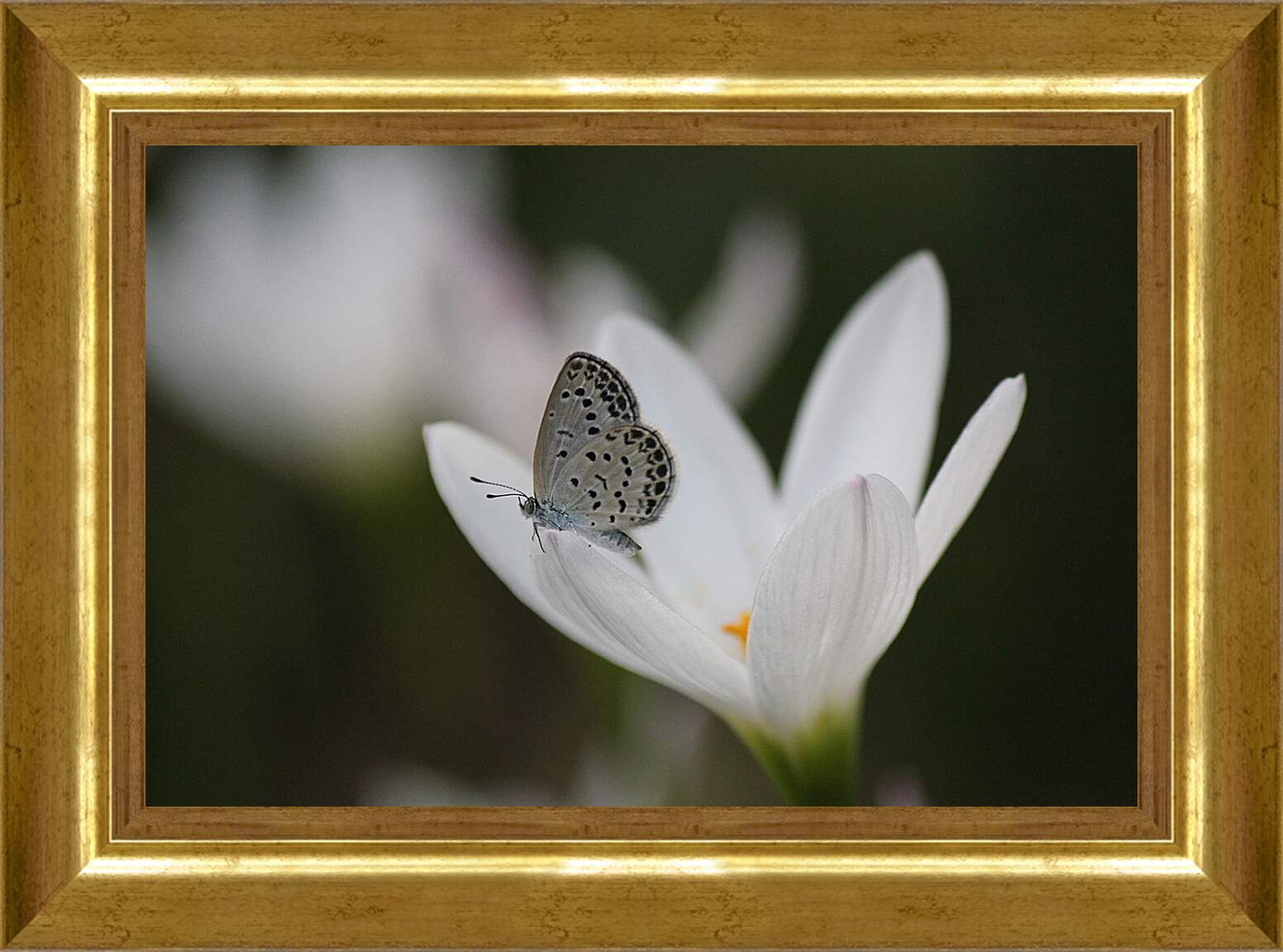 Картина в раме - Бабочка и белый цветок