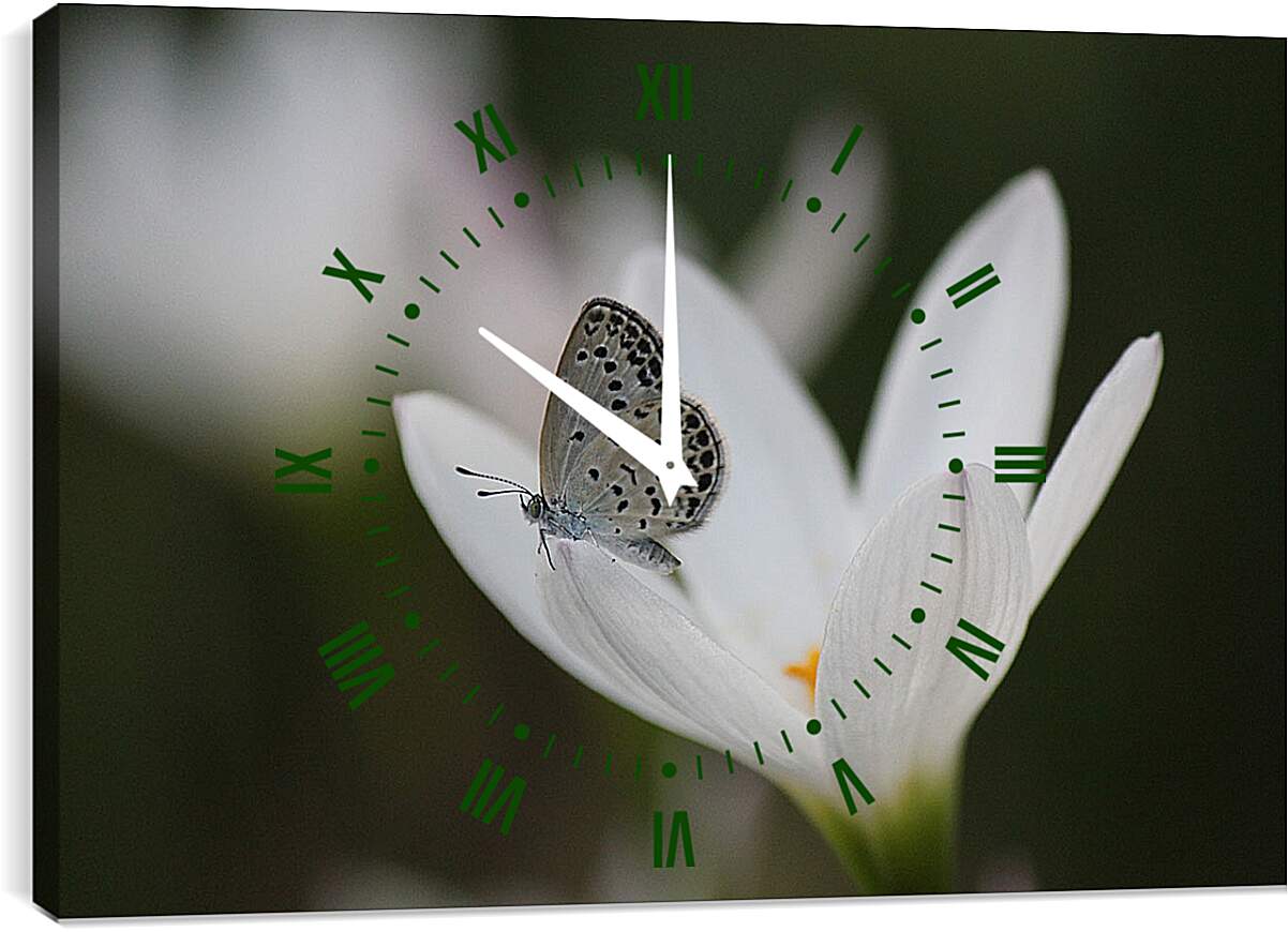 Часы картина - Бабочка и белый цветок
