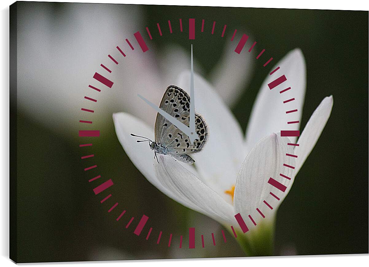 Часы картина - Бабочка и белый цветок