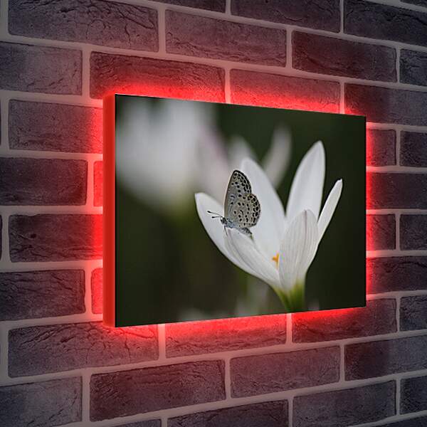 Лайтбокс световая панель - Бабочка и белый цветок