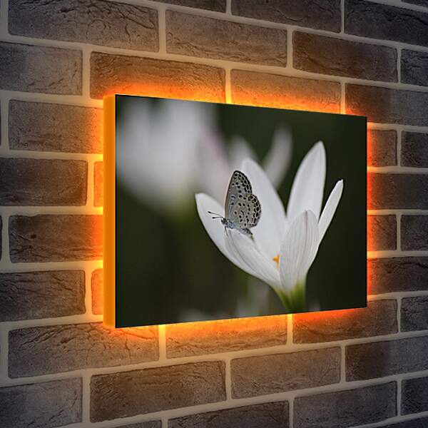 Лайтбокс световая панель - Бабочка и белый цветок