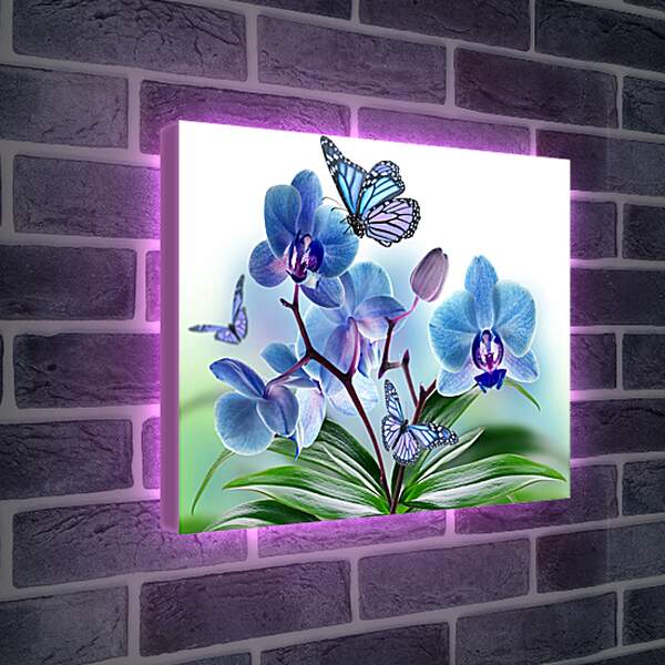 Лайтбокс световая панель - Бабочка крупным планом