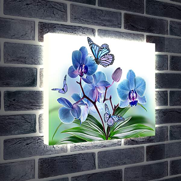 Лайтбокс световая панель - Бабочка крупным планом