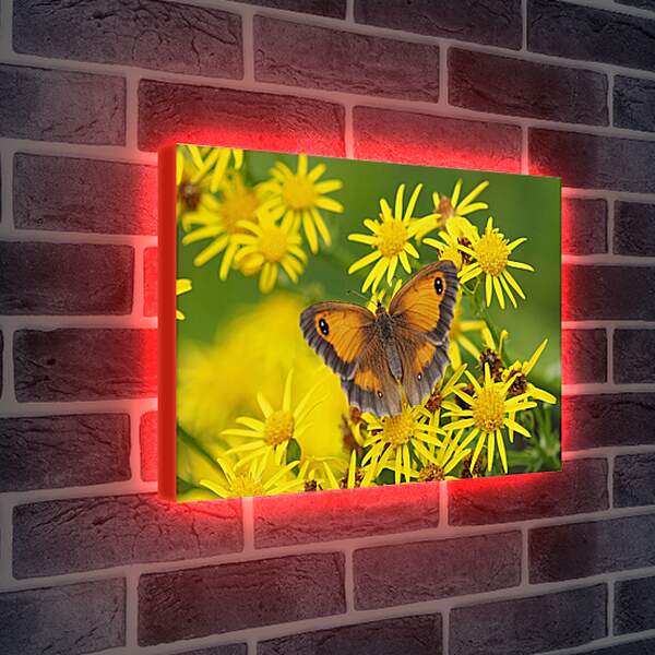 Лайтбокс световая панель - Бабочка на оранжевом фоне