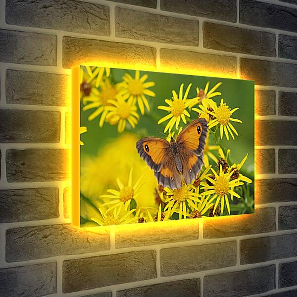 Лайтбокс световая панель - Бабочка на оранжевом фоне