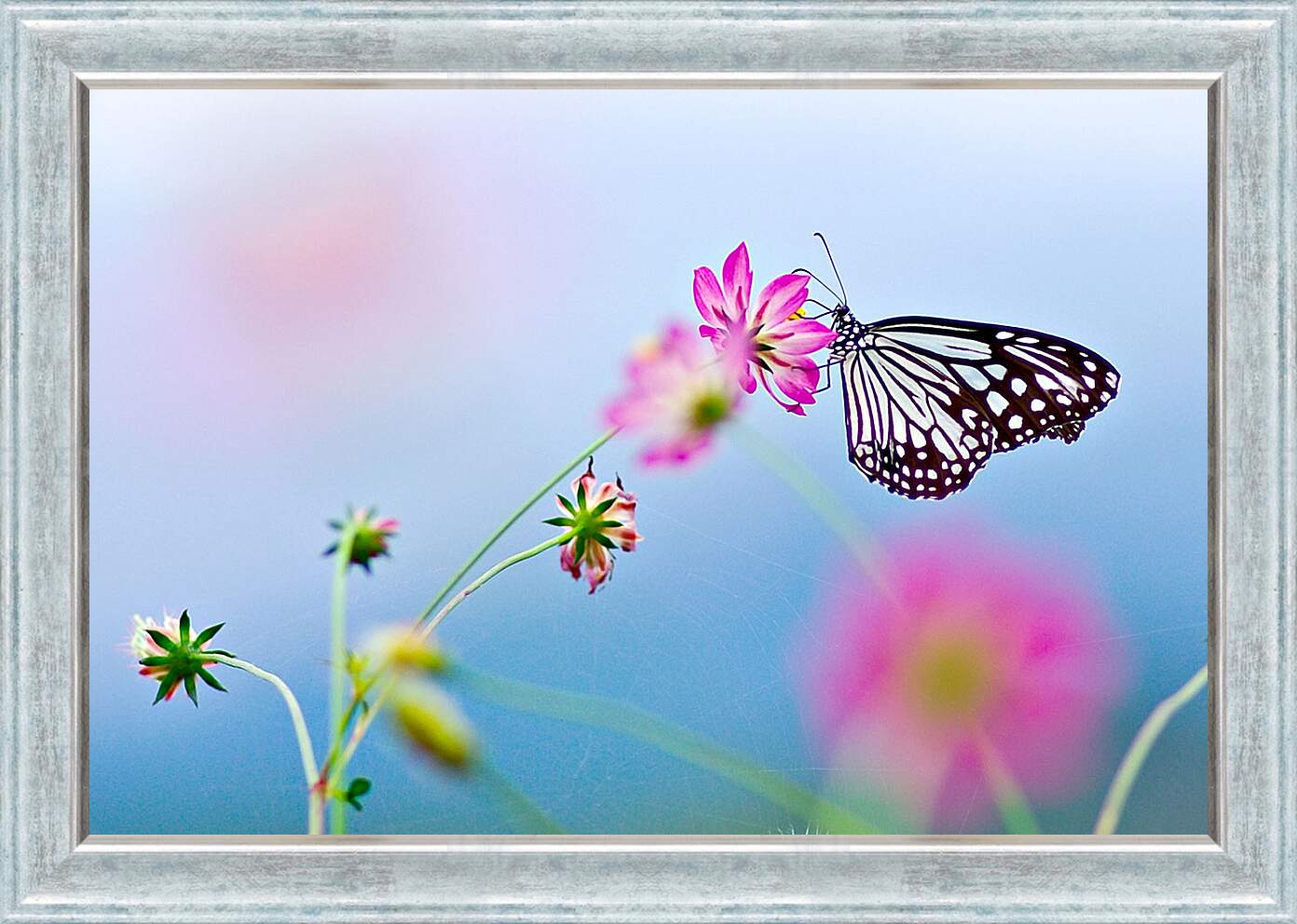 Картина в раме - Бабочка-монарх