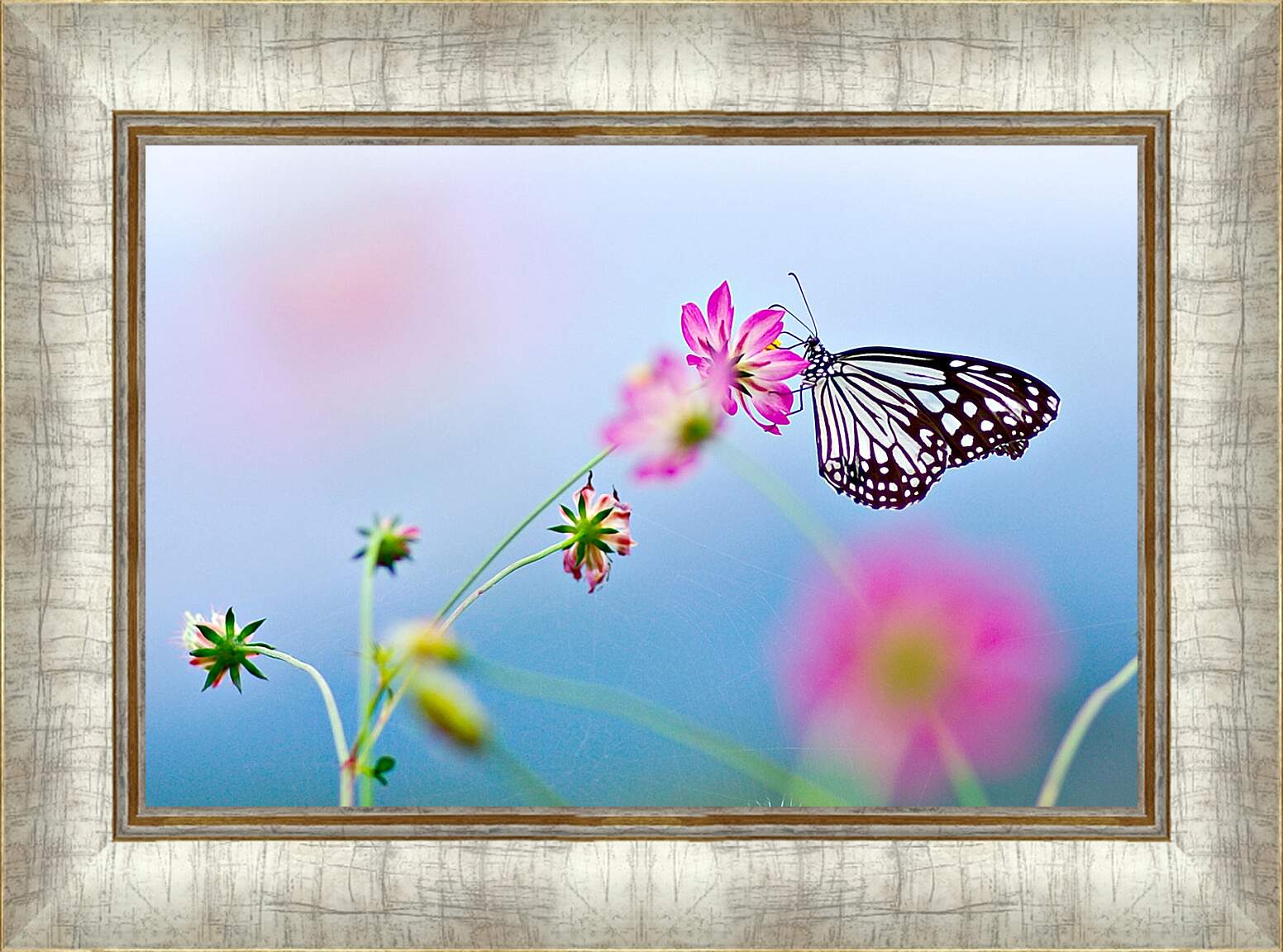 Картина в раме - Бабочка-монарх