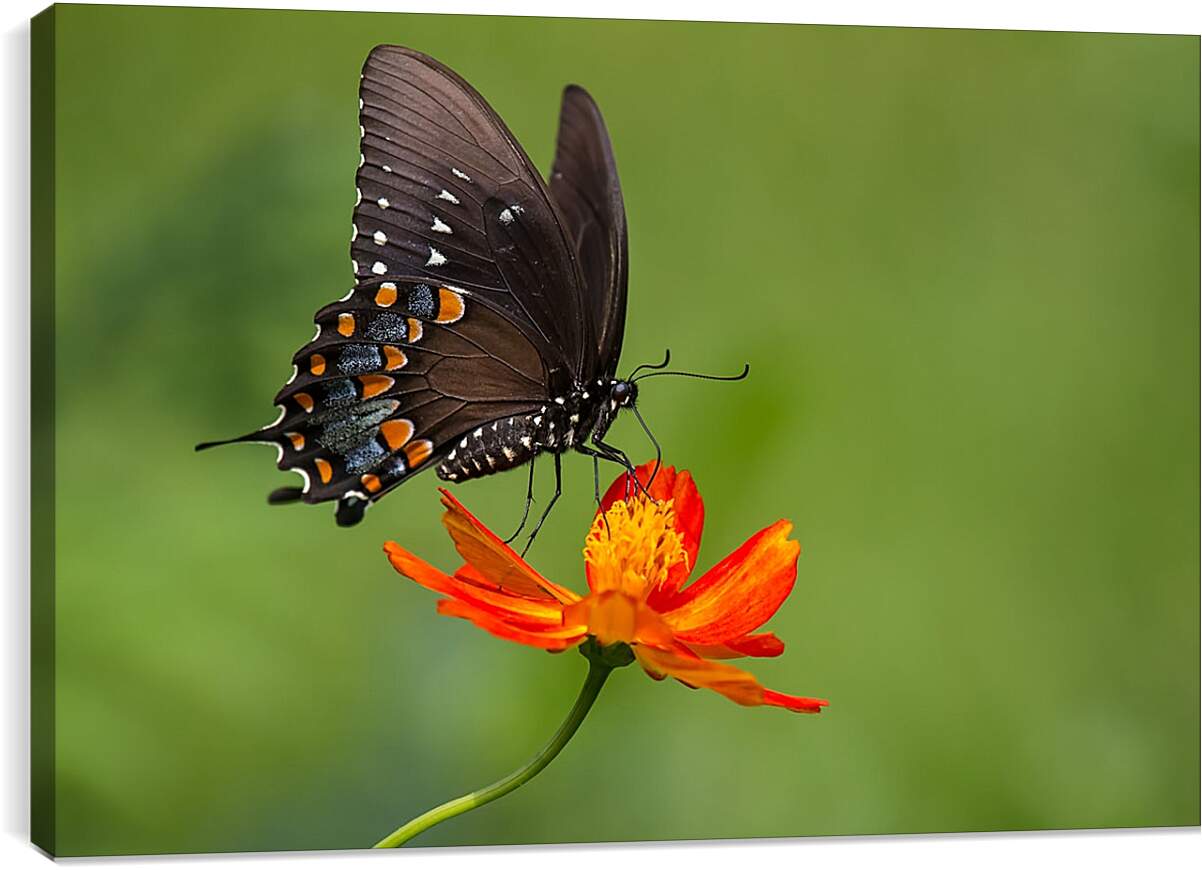 Постер и плакат - Бабочка-монарх на цветке
