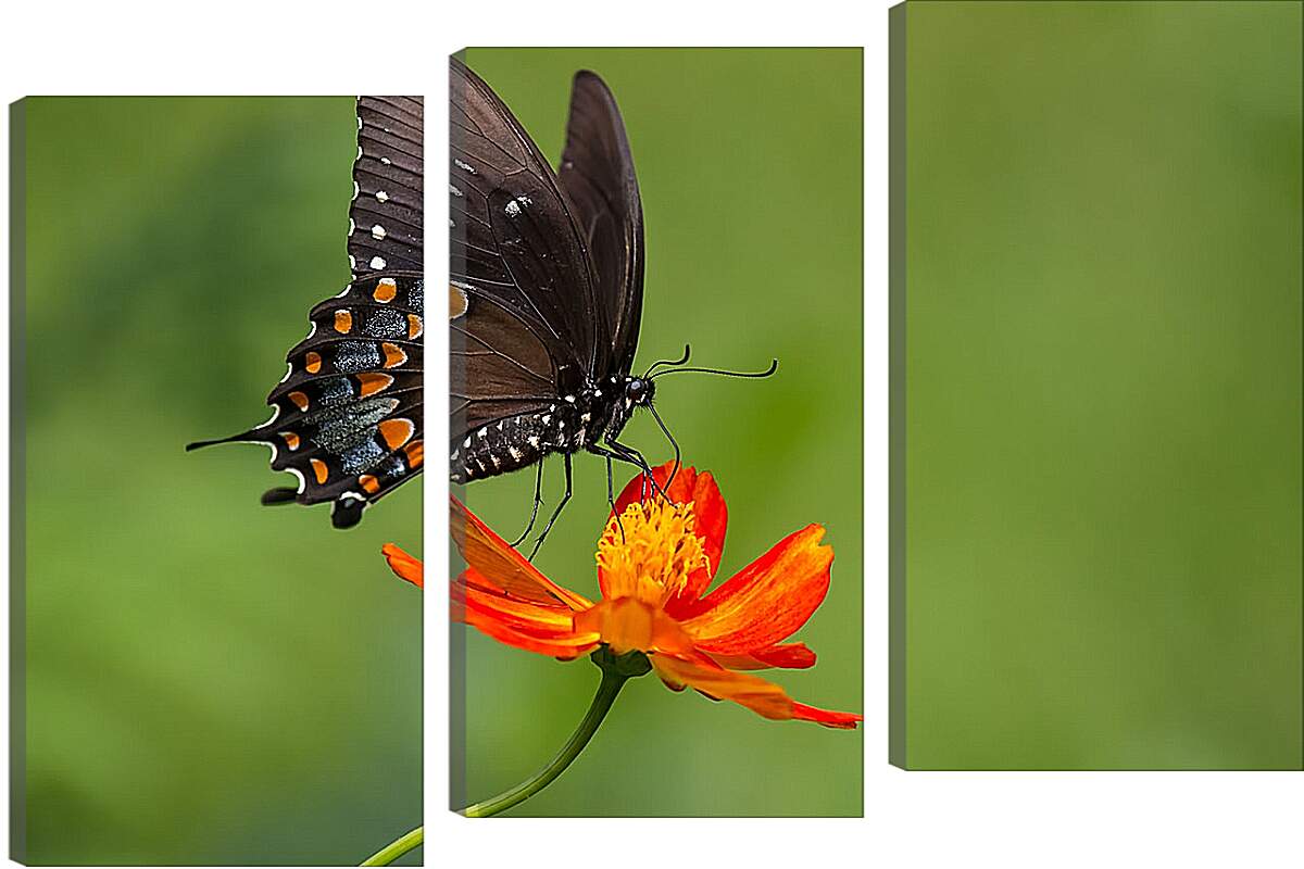 Модульная картина - Бабочка-монарх на цветке