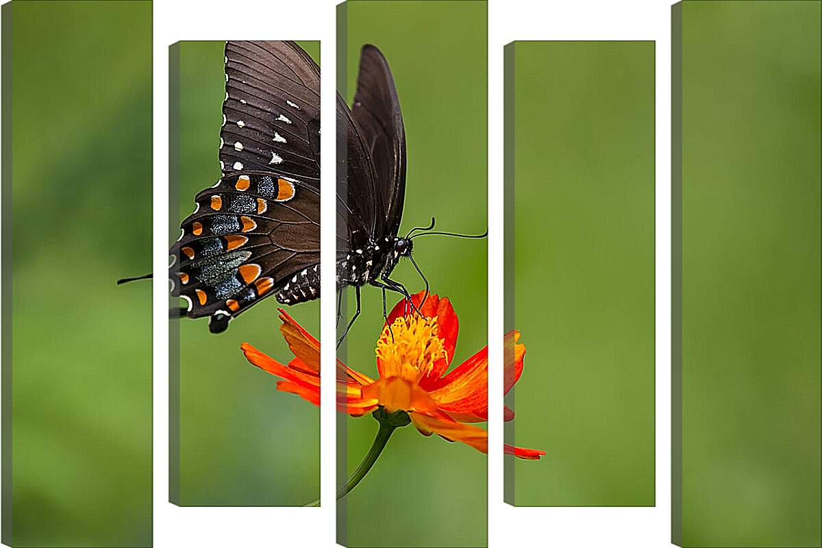 Модульная картина - Бабочка-монарх на цветке