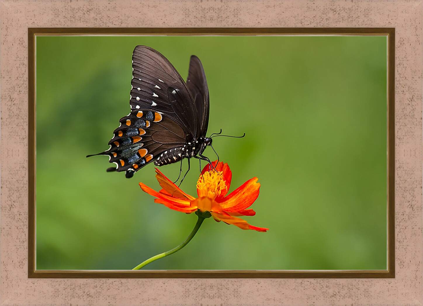 Картина в раме - Бабочка-монарх на цветке
