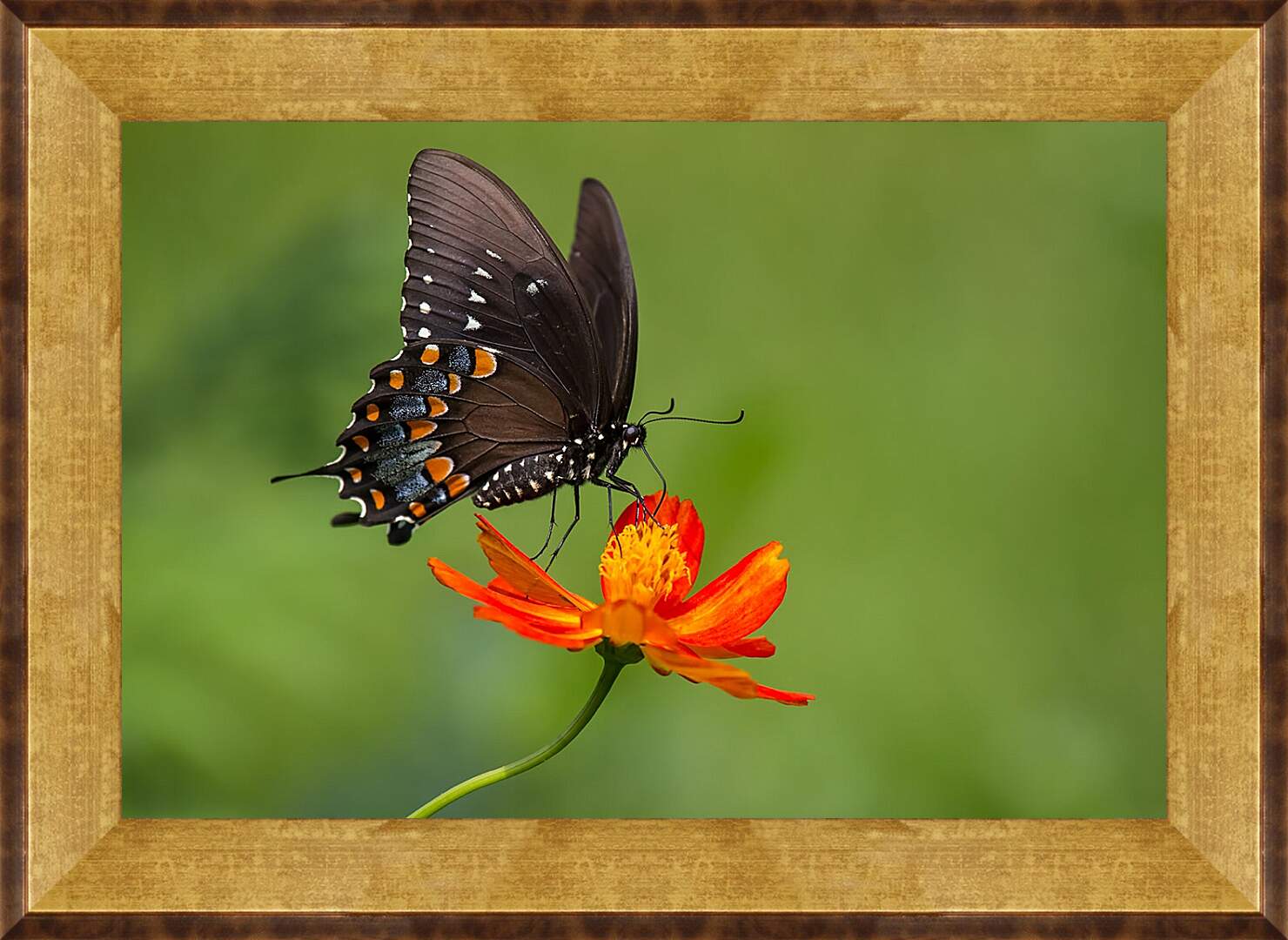 Картина в раме - Бабочка-монарх на цветке