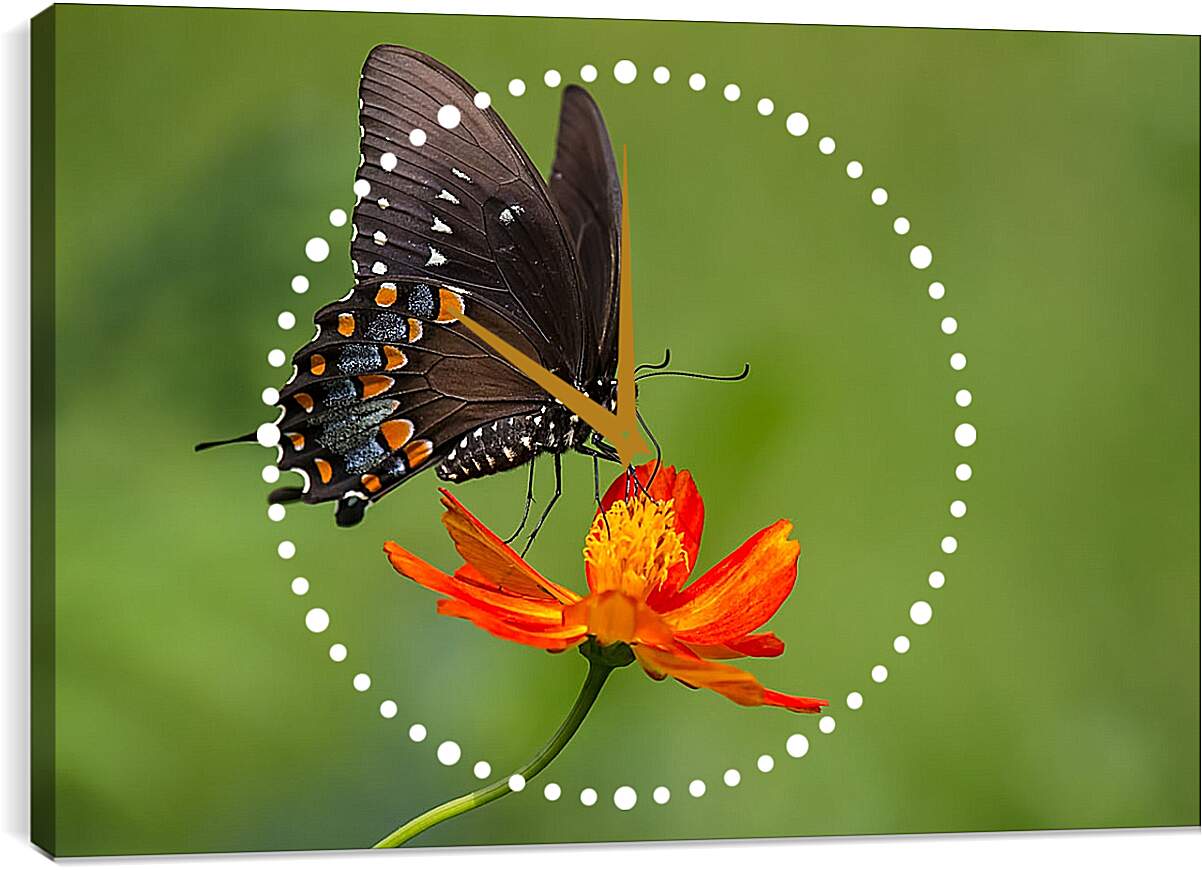 Часы картина - Бабочка-монарх на цветке