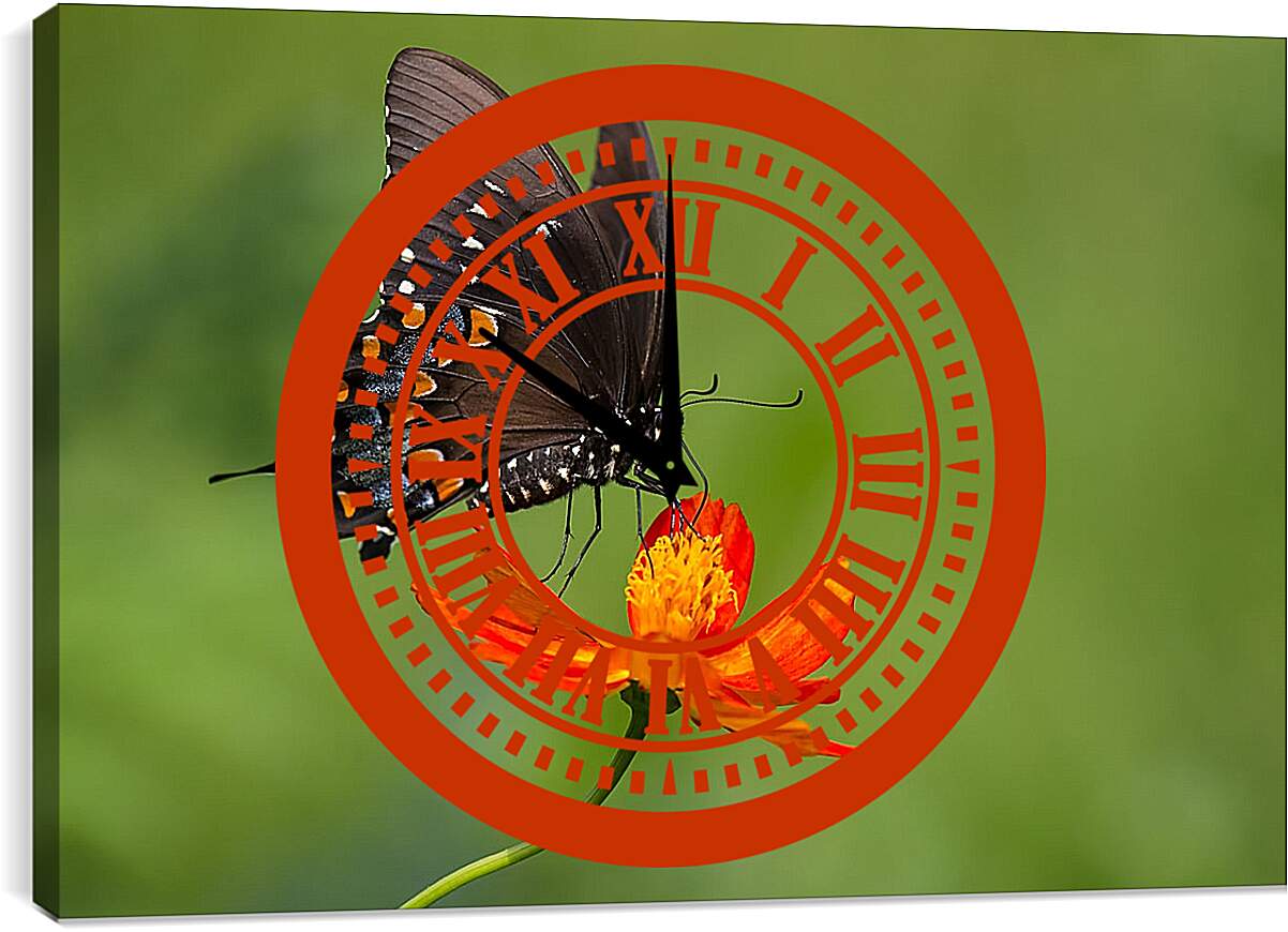 Часы картина - Бабочка-монарх на цветке
