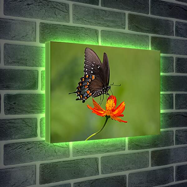 Лайтбокс световая панель - Бабочка-монарх на цветке
