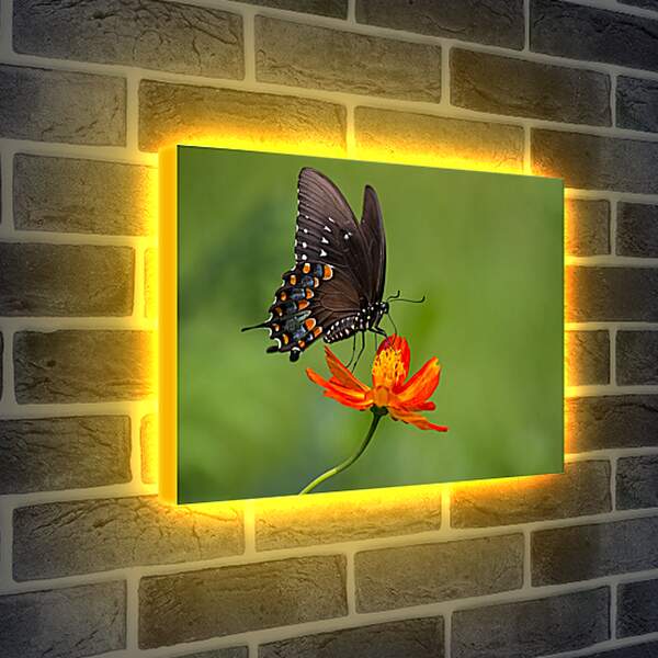 Лайтбокс световая панель - Бабочка-монарх на цветке