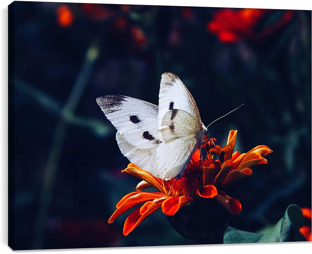Постер и плакат - Белая бабочка на цветке