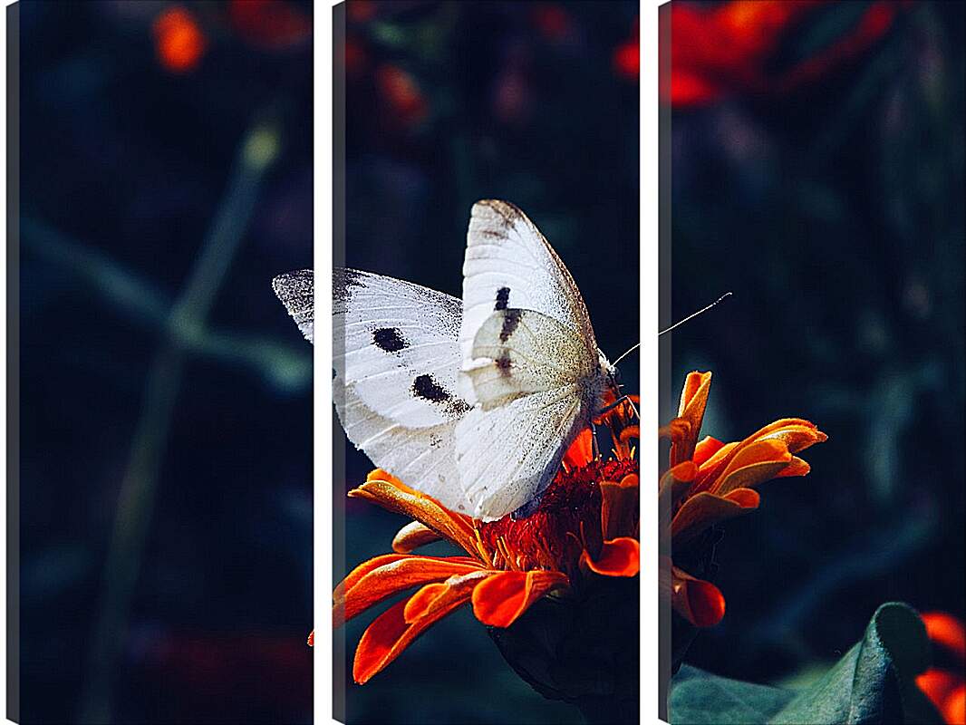 Модульная картина - Белая бабочка на цветке