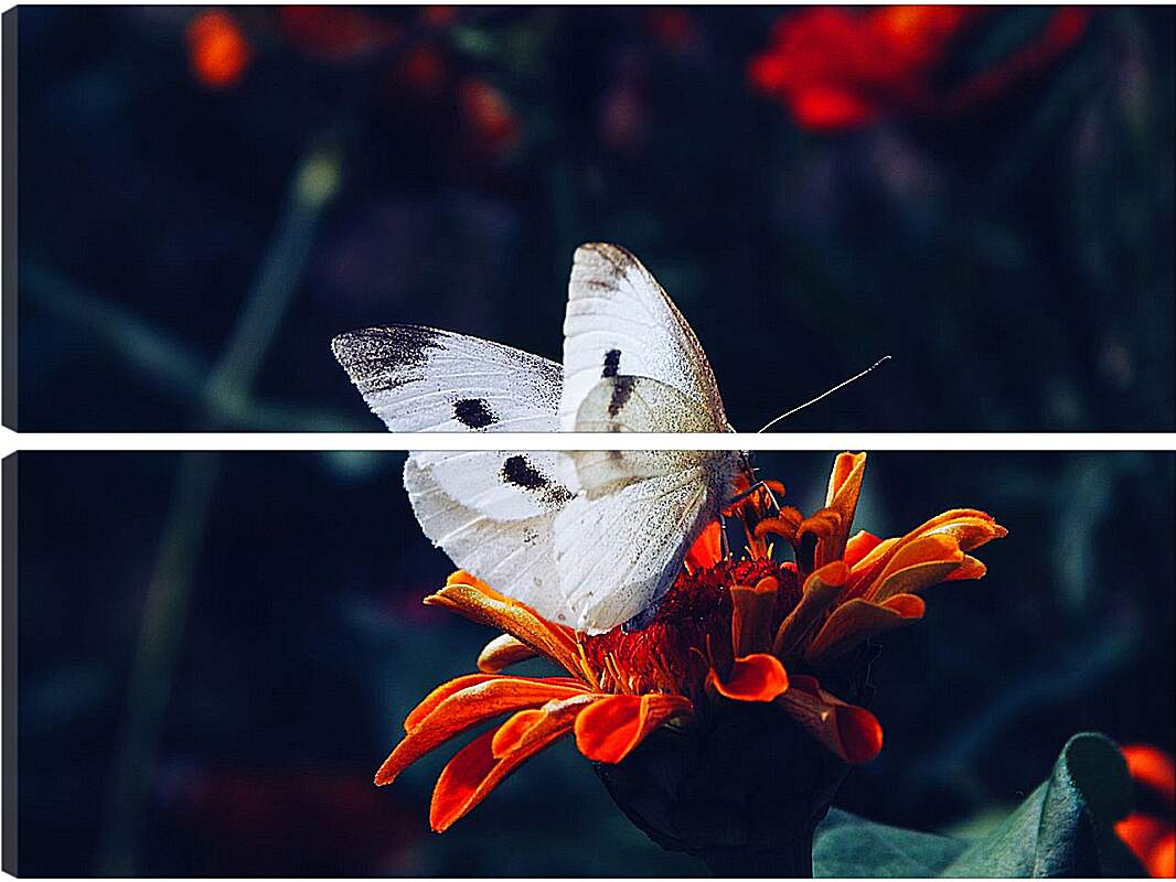 Модульная картина - Белая бабочка на цветке