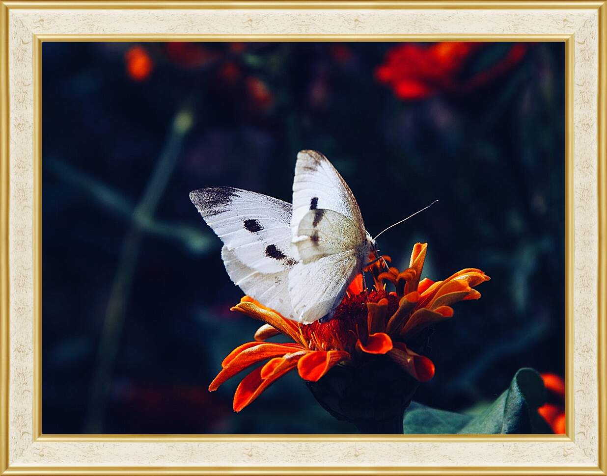 Картина в раме - Белая бабочка на цветке