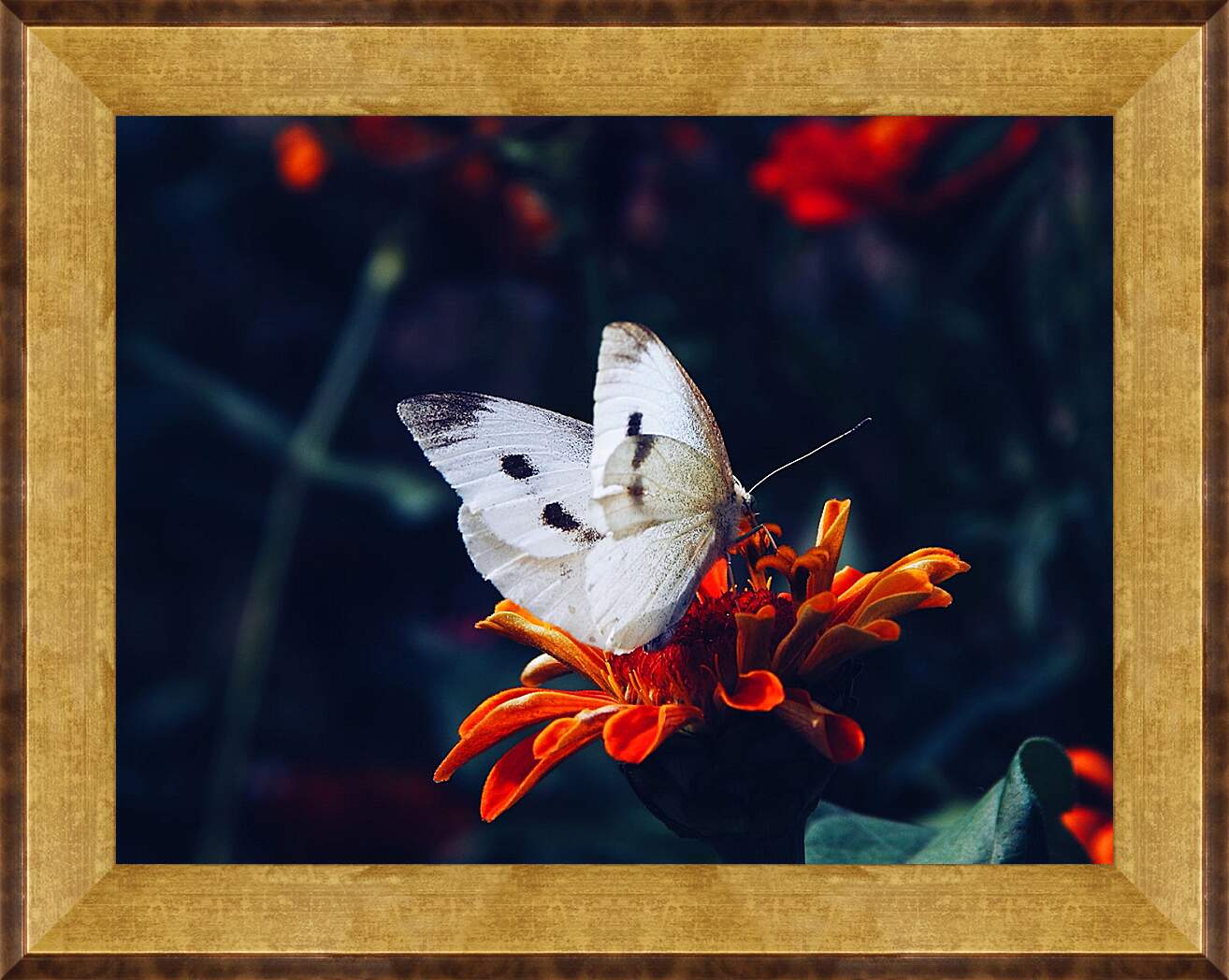 Картина в раме - Белая бабочка на цветке