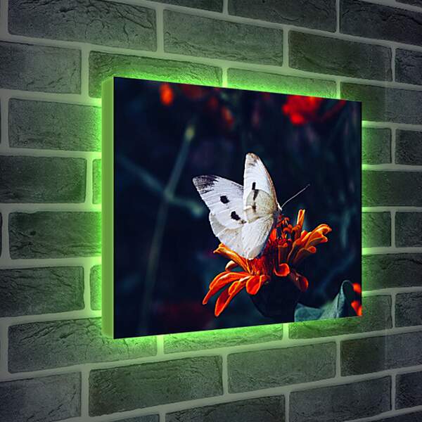 Лайтбокс световая панель - Белая бабочка на цветке