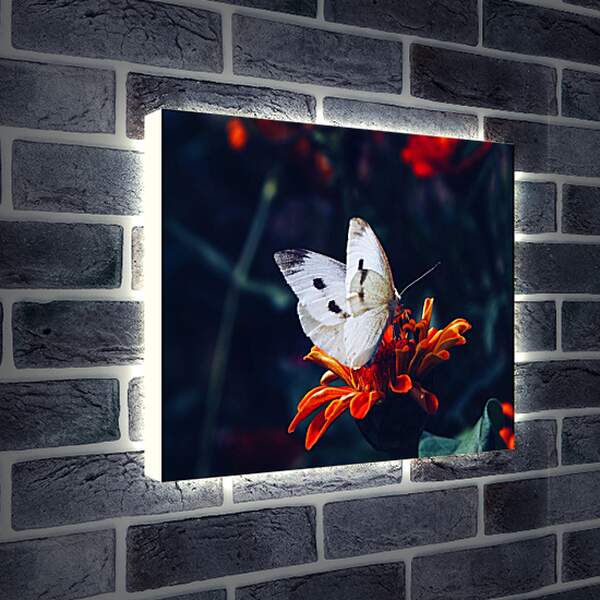 Лайтбокс световая панель - Белая бабочка на цветке