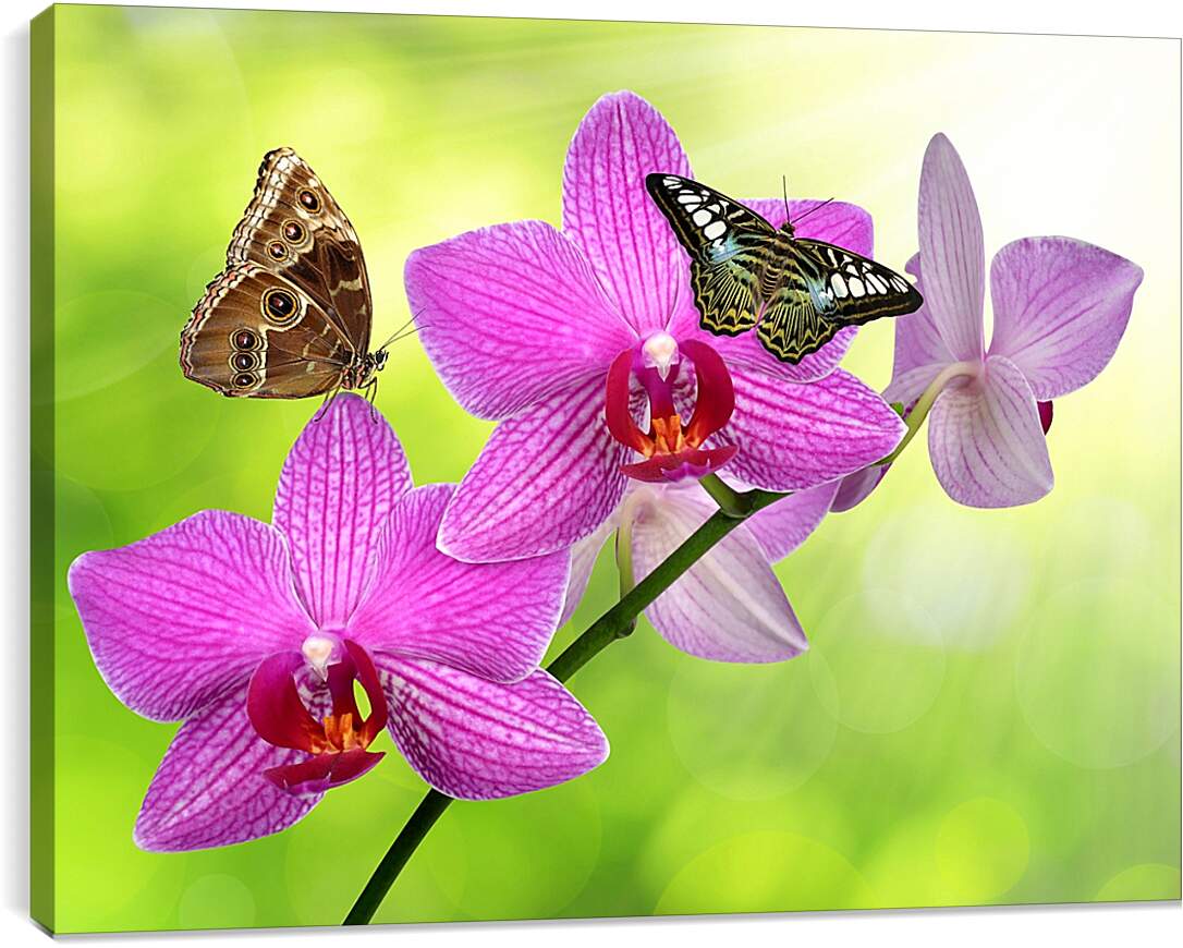 Постер и плакат - Две бабочки на орхидее