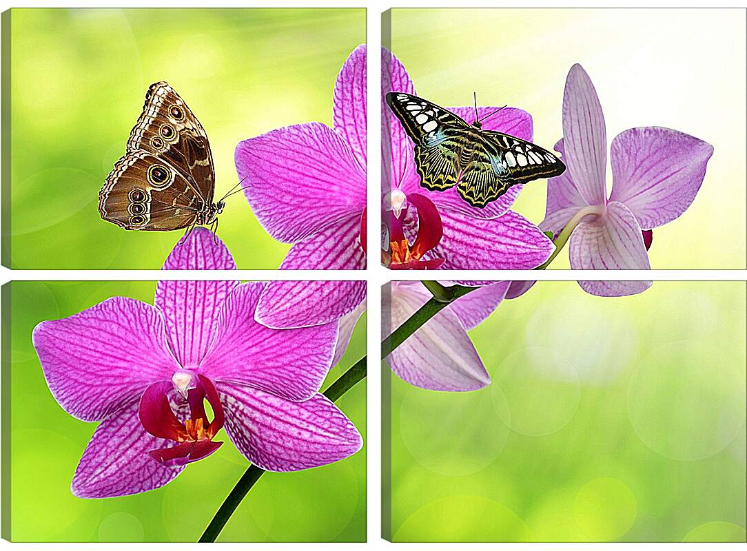 Модульная картина - Две бабочки на орхидее
